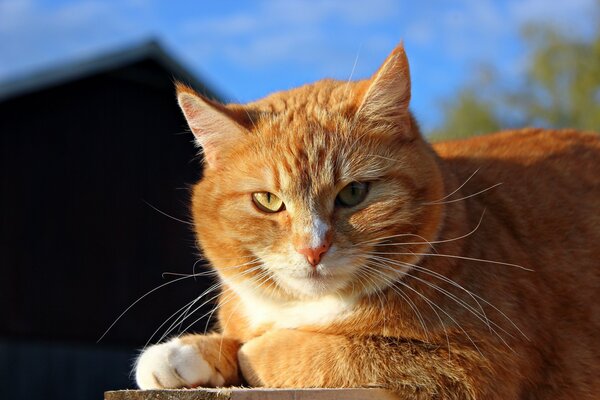 Rote Katze, die sich in der Sonne erwärmt