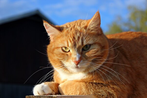 A ginger cat basking in the sun