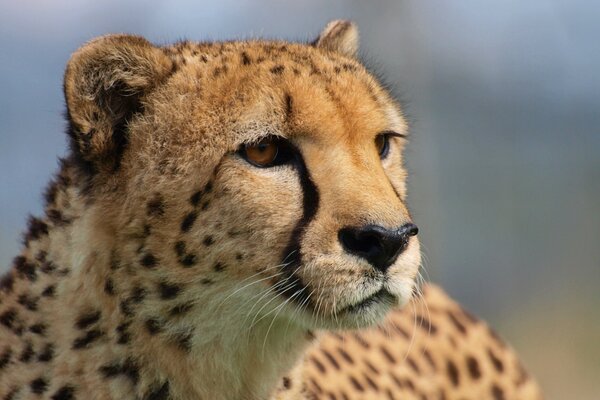 Gepard. Der Blick eines wilden Raubtiers