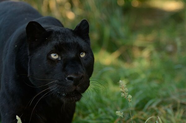 La mirada depredadora de la Pantera negra