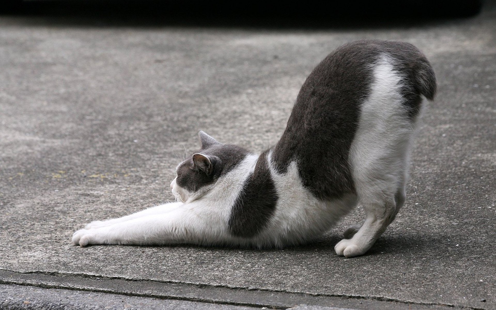 gatto gatto kote asfalto si estende strada coda corta bianco e nero