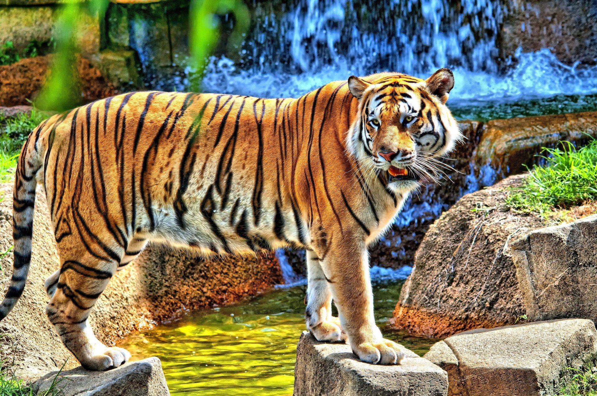 tygrys stoi patrzy kamienie wodospad