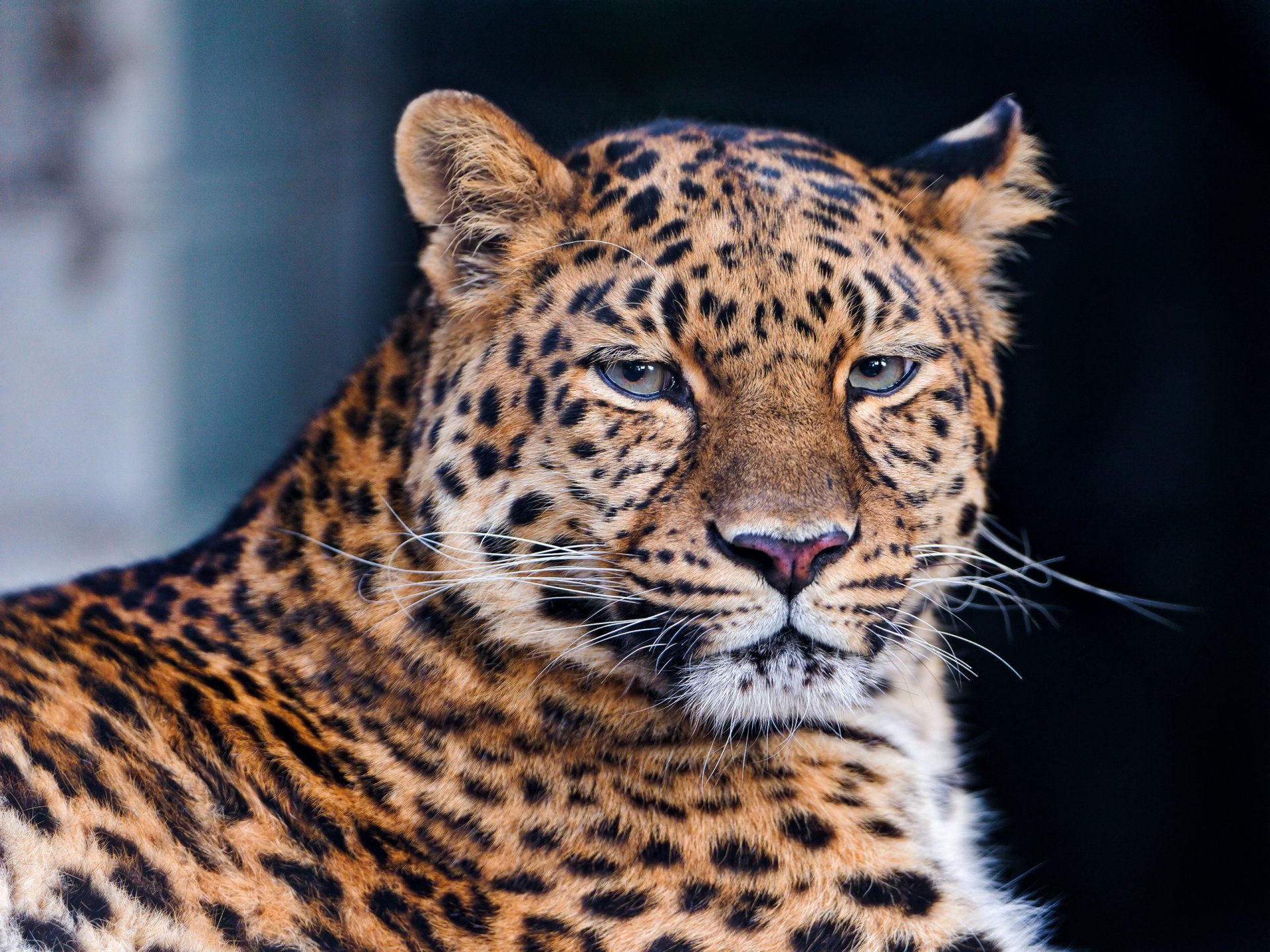 leopardo pantera pardus mentira hocico mirada bigote triste hermoso gran gato manchado