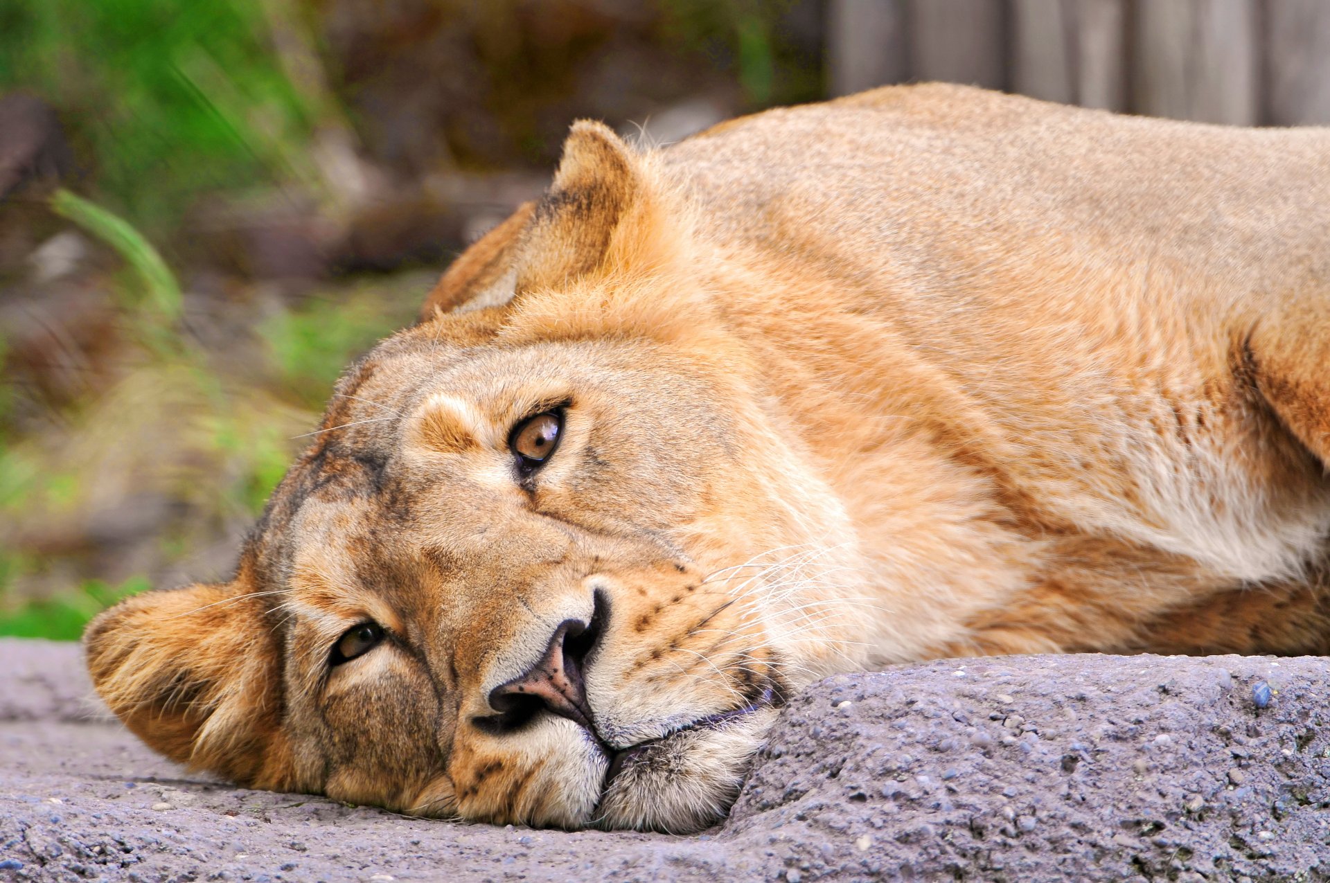 lion lionne se trouve regarde museau