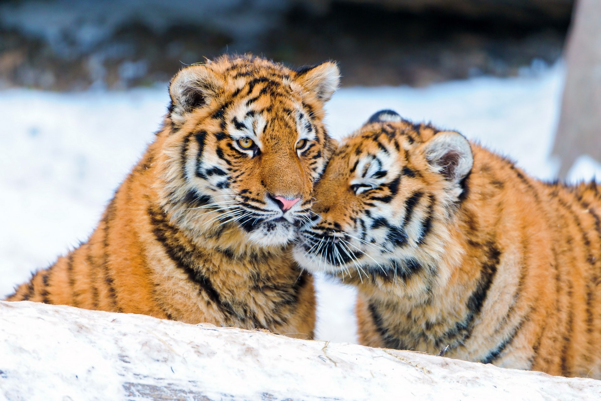 tiger cubs the pair the weasel winter snow