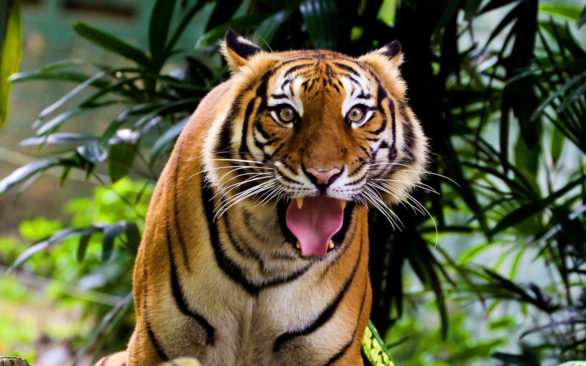 tigre indien museau regard moustache surpris chat rayé