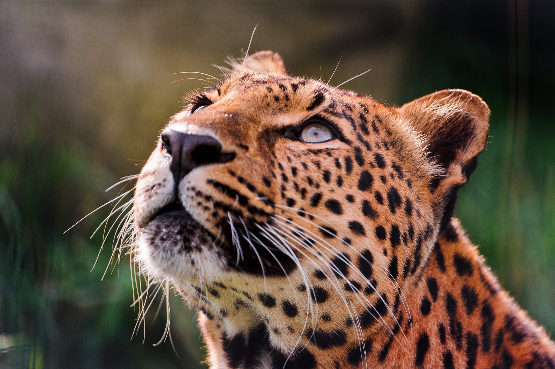 leopardo ojos mirando arriba