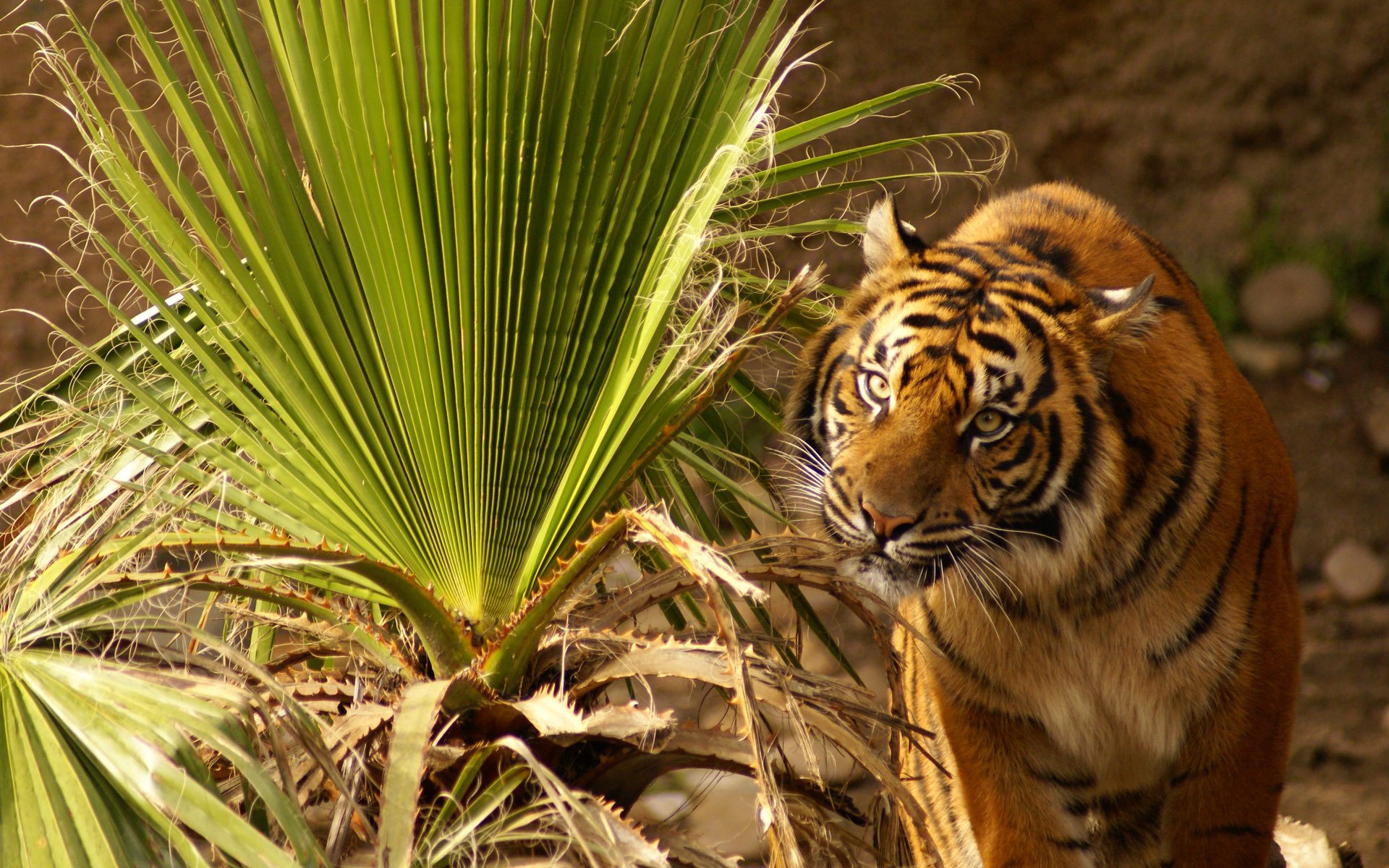 tiger schaut sitzt angespannt augen gras blätter pflanze groß