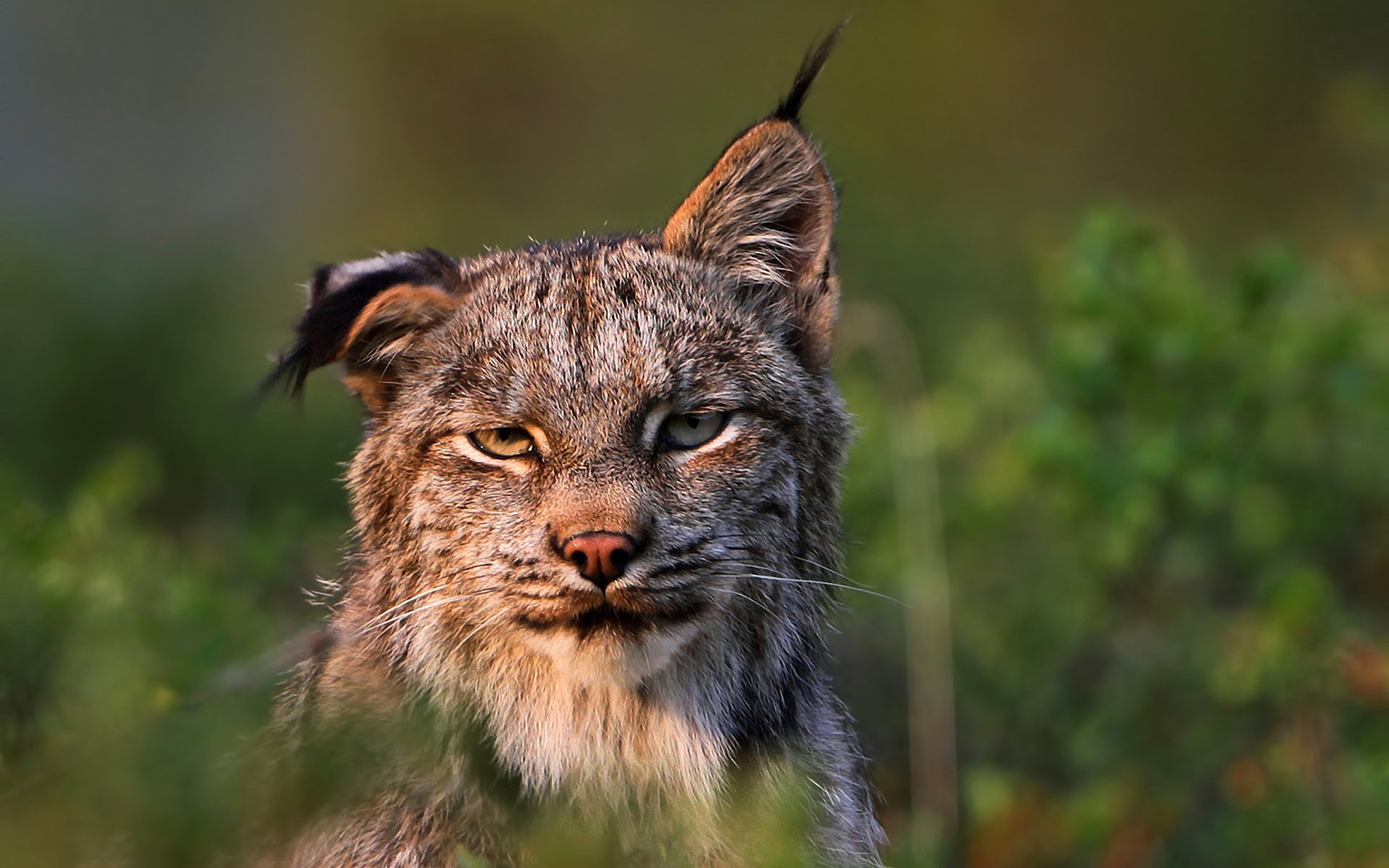 lynx prédateur felis lynx