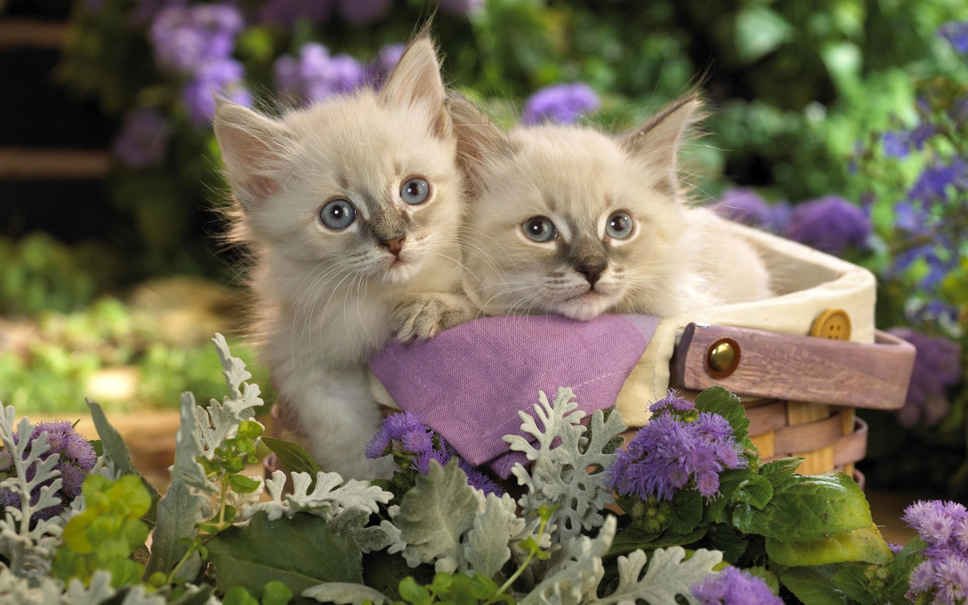 gattini gattino gatti kote cestino cestino cestino coppia fiori giardino lilla