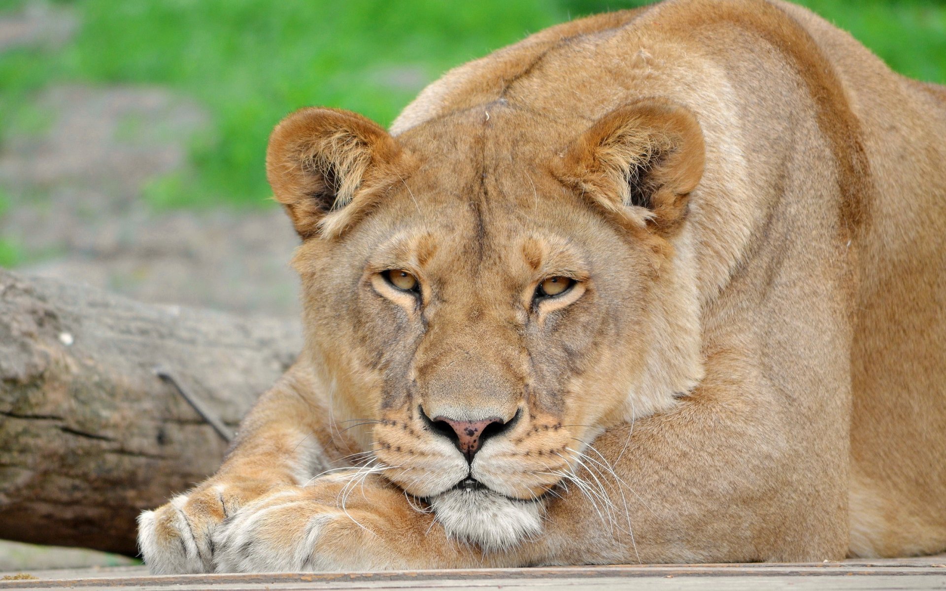 león leona pantera león hocico bigote mirada patas descanso