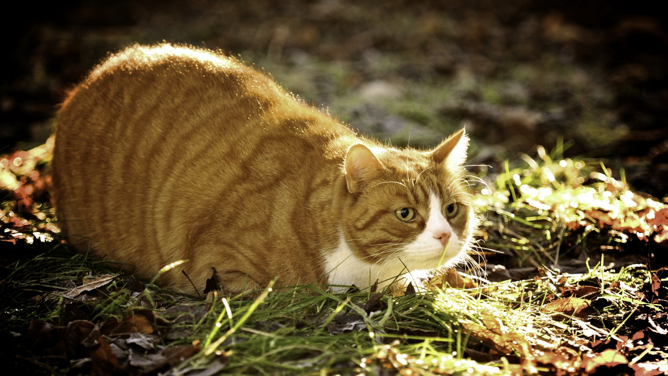 gato verano naturaleza