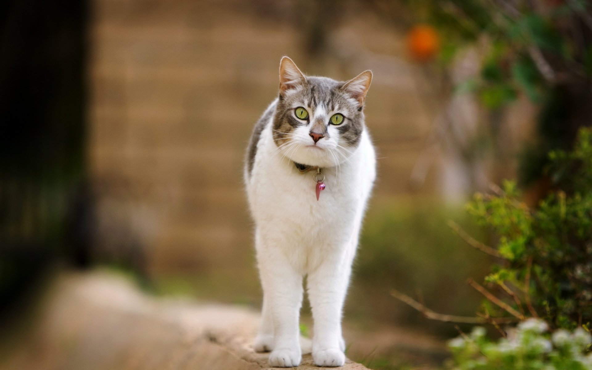 gatto passeggiata natura