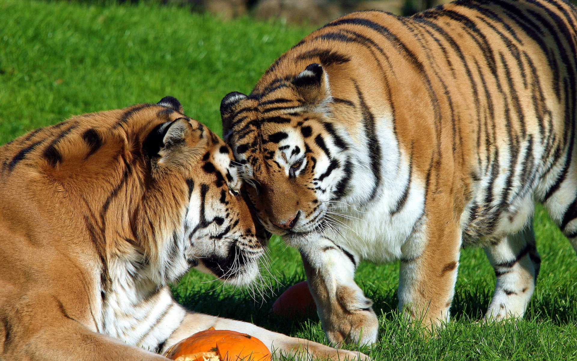 tiger amur the pair sports the weasel