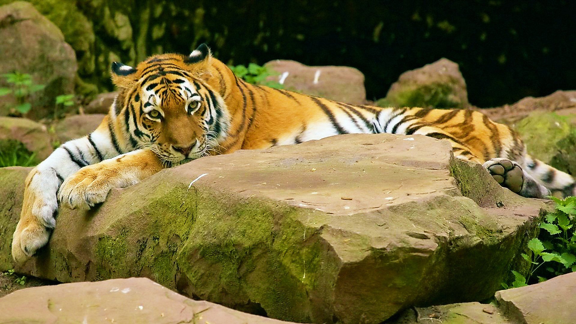 tiger liegt blick schnurrbart gestreift steine