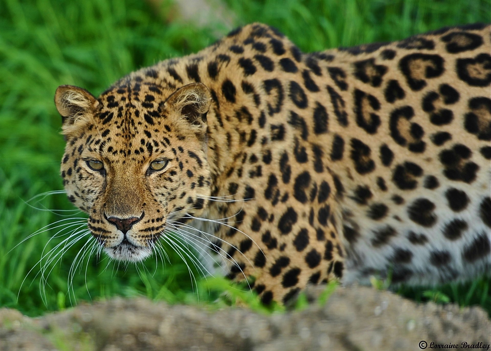 leopardo hocico de pie mirando