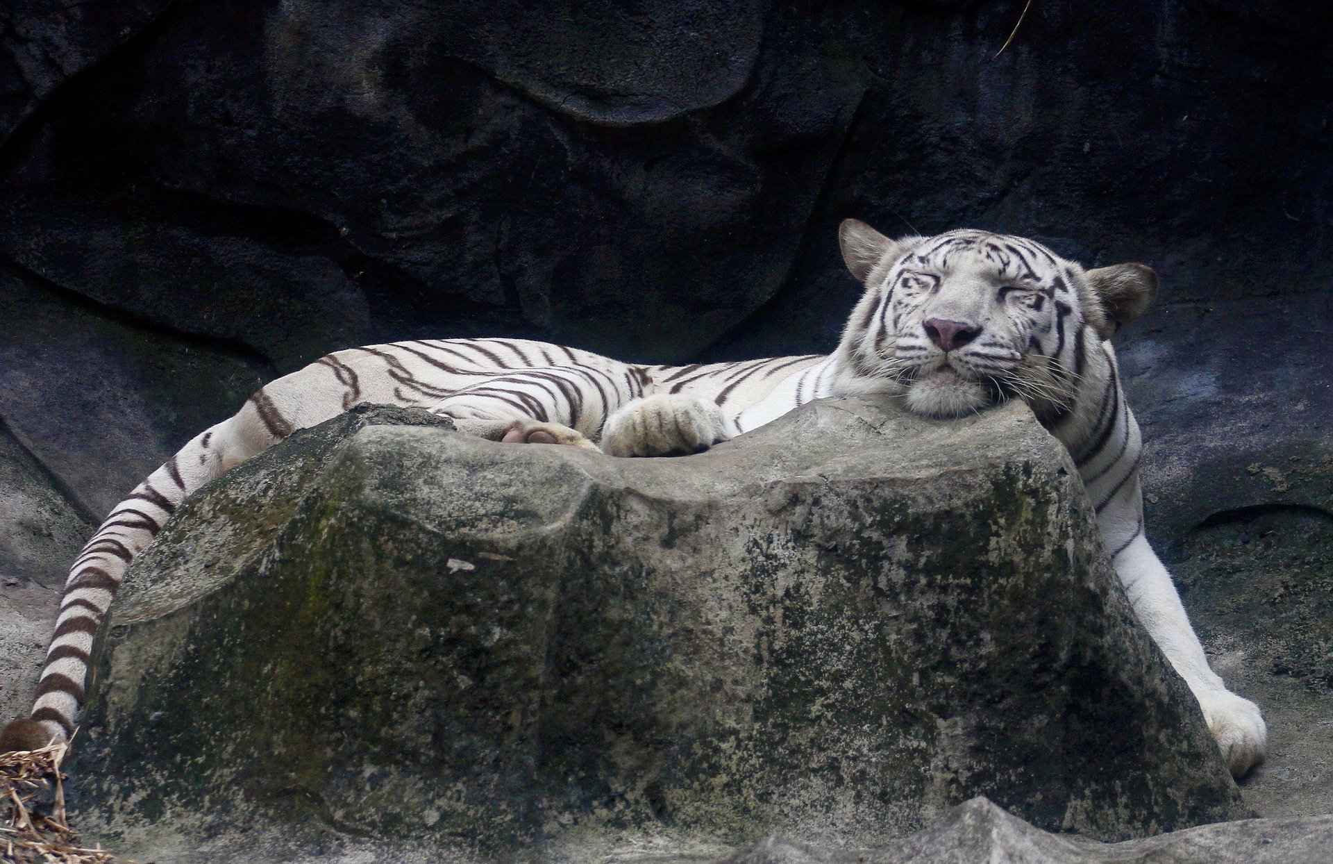 Есть я у камня у зверя. Бенгальский тигр альбинос. Белый тигр. Белый Тигренок. Белый тигр фото.