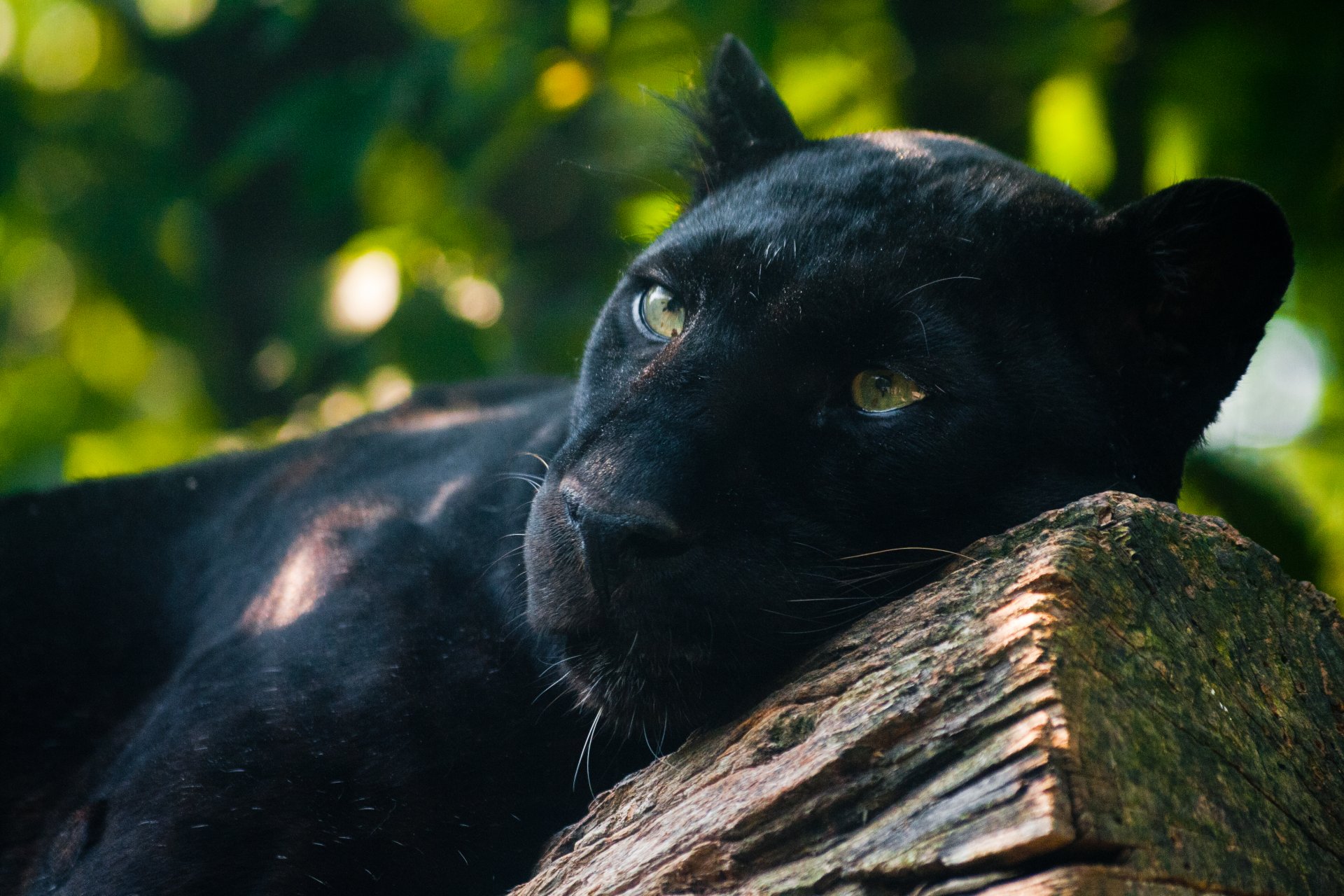 schwarzer panther raubtier liegt beobachtet