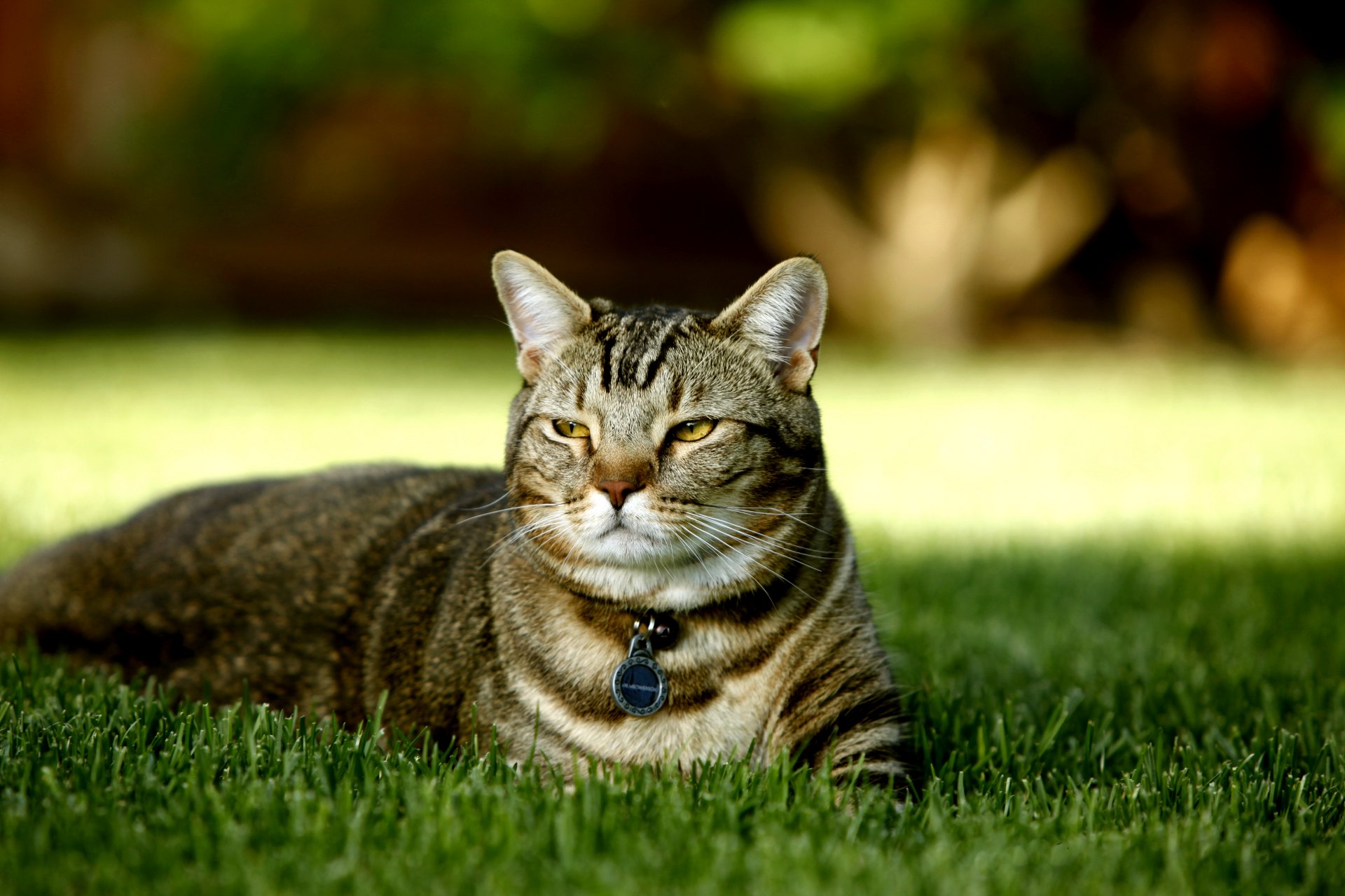 gato variedad de tortuga británica pedigrí naturaleza hierba