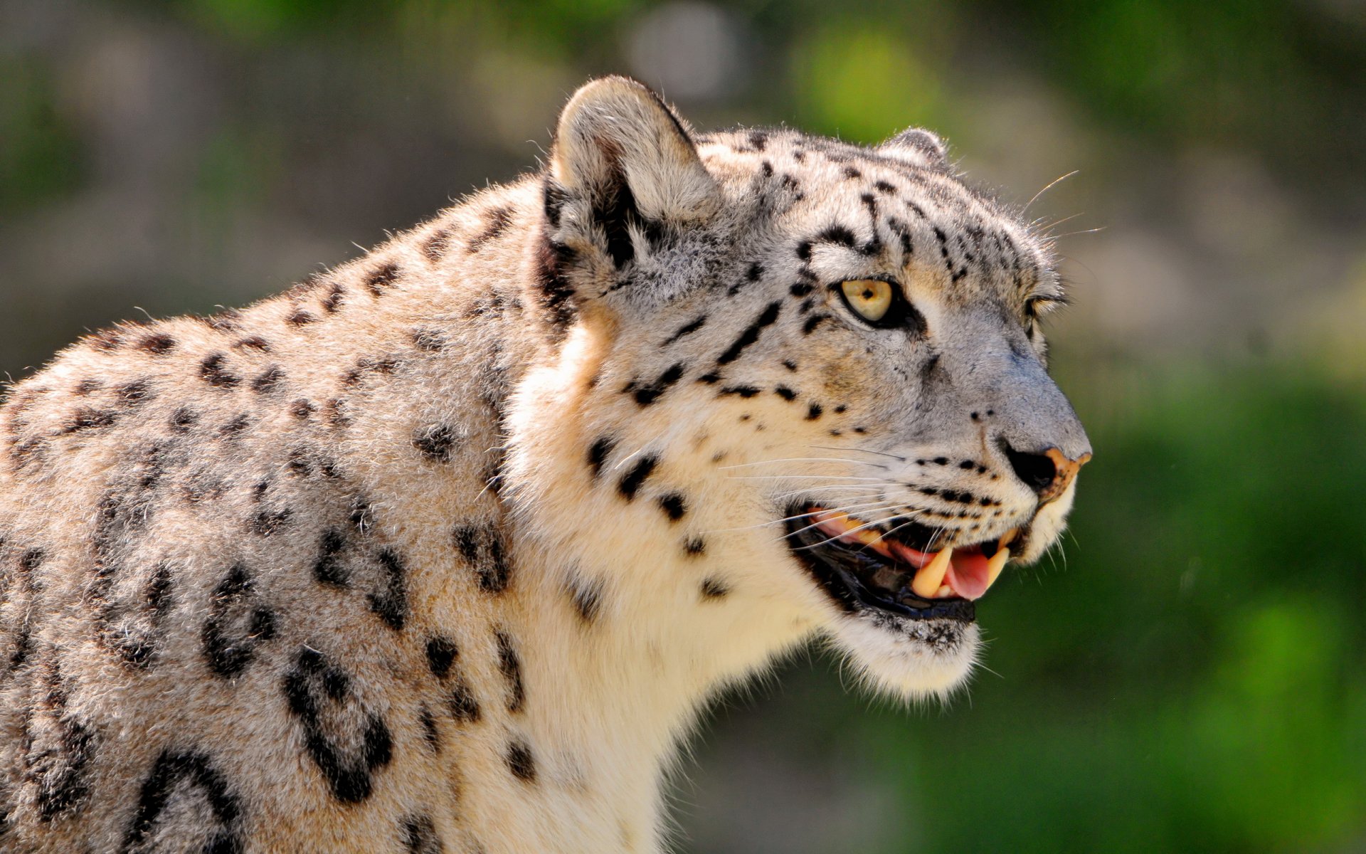 irbis leopardo delle nevi macchiato muso guarda interesse