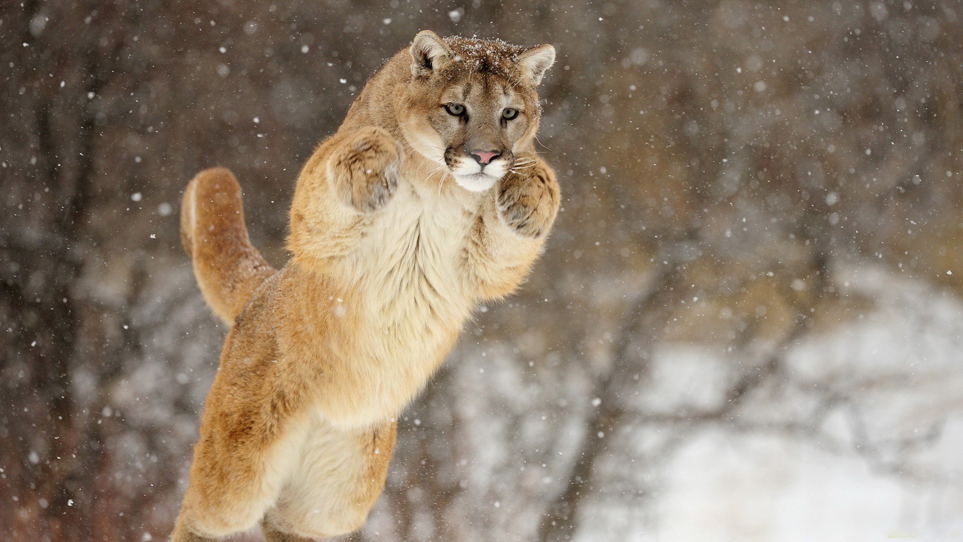 puma cougar schnee sprung schnauze pfoten