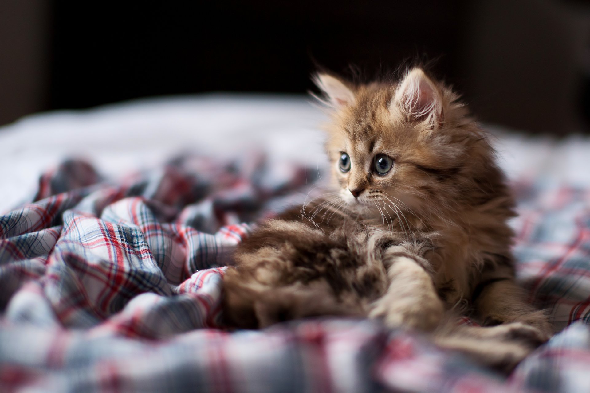 kätzchen katze katze blick maulkorb gänseblümchen fokus