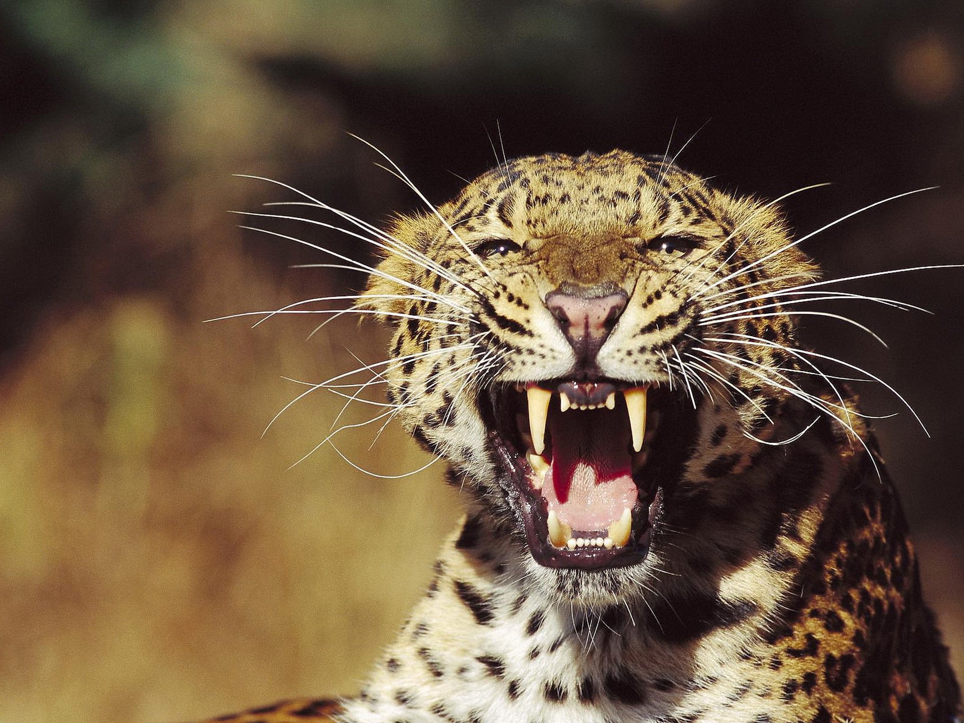 leopardo muso baffi a ciuffo sguardo sorriso minaccia gatto selvatico arrabbiato