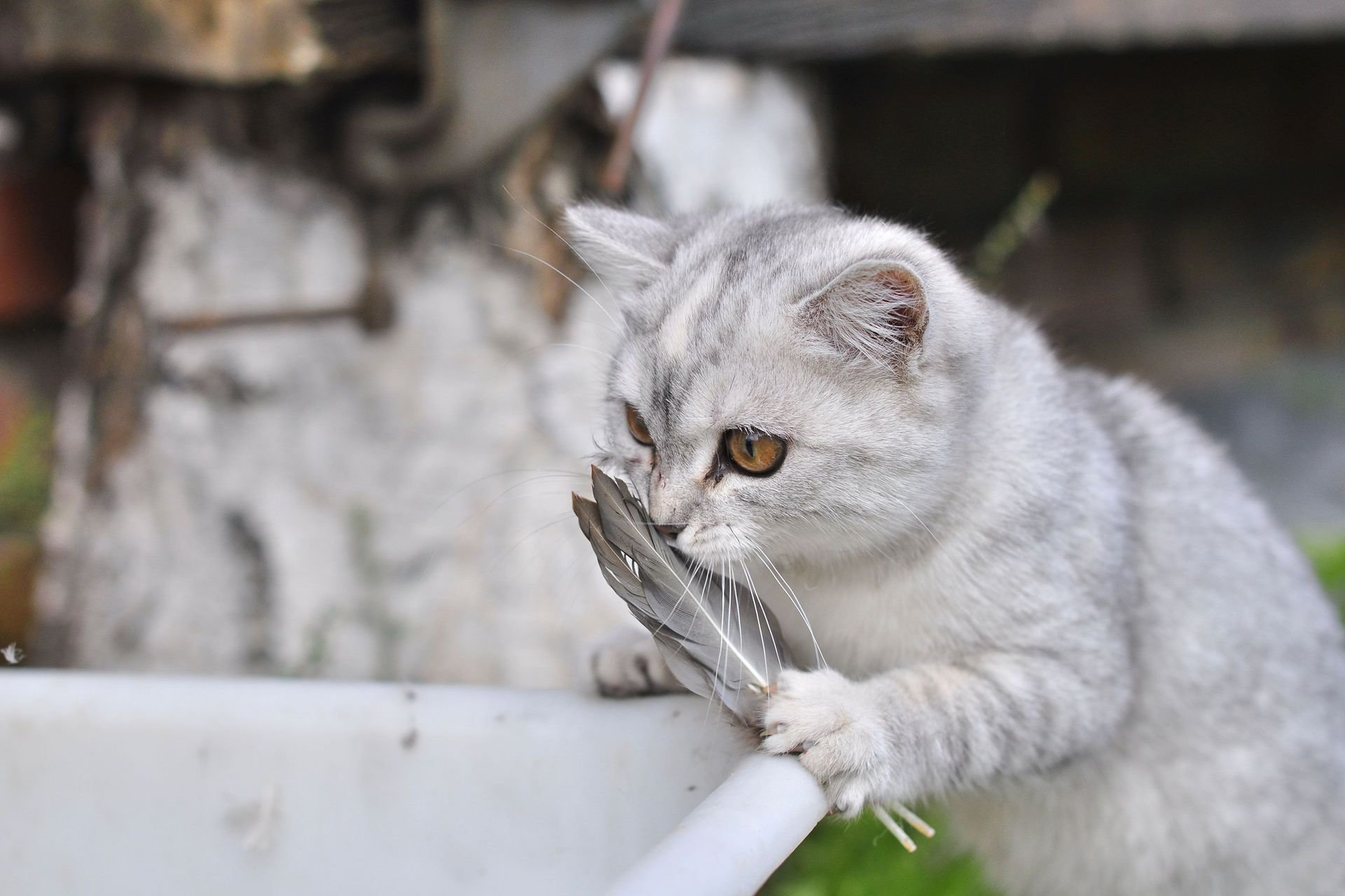 котэ перья ностальгия