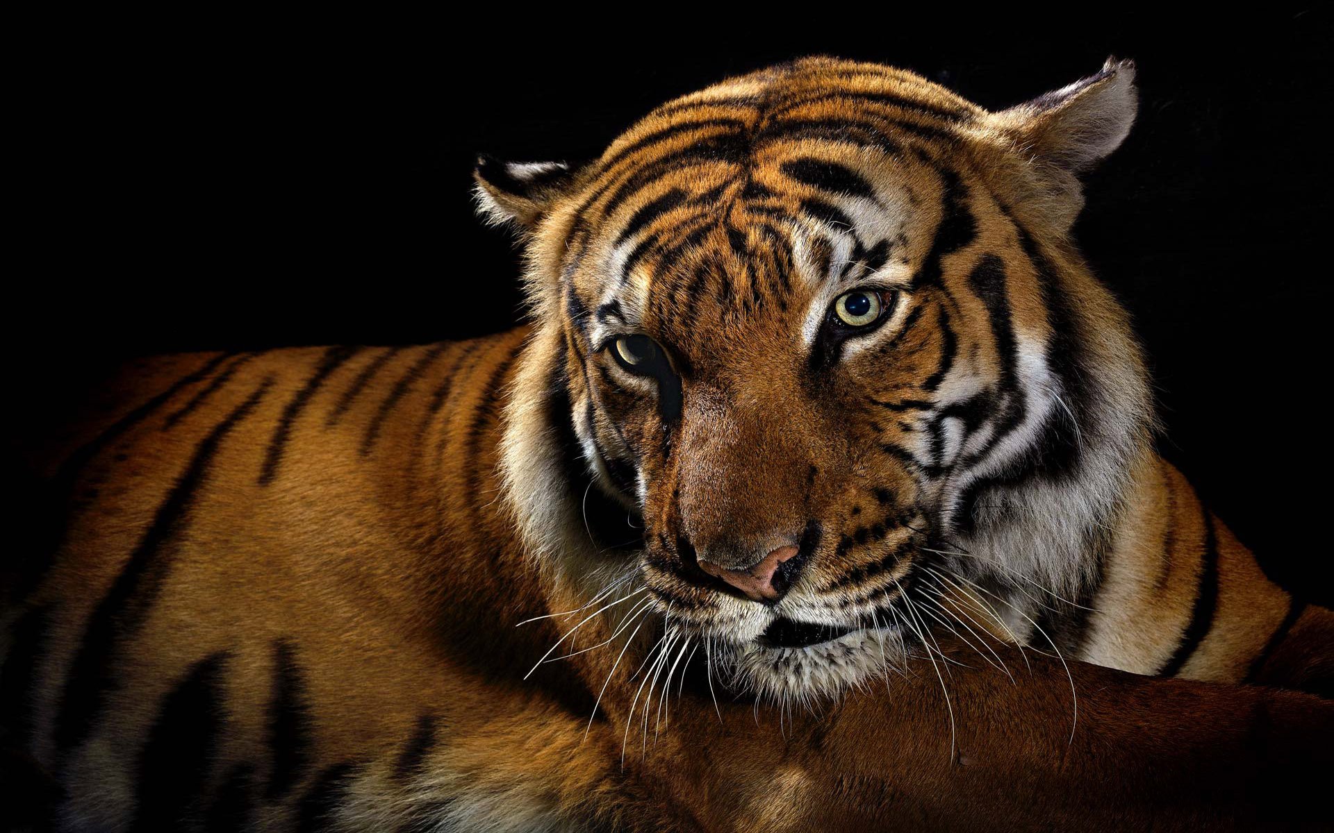 tiger wild cats predator black background