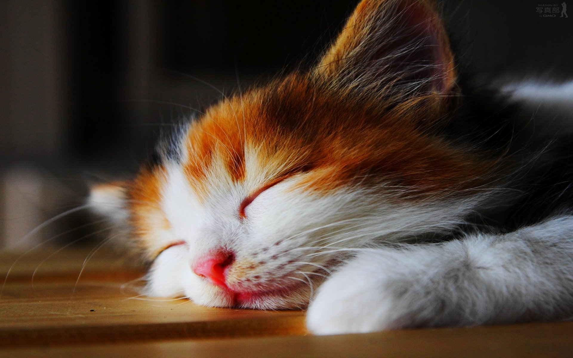 kitten is sleeping