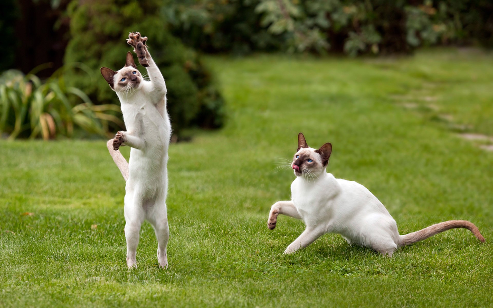 gatos garras patas pareja jugando ratón hierba césped vegetación