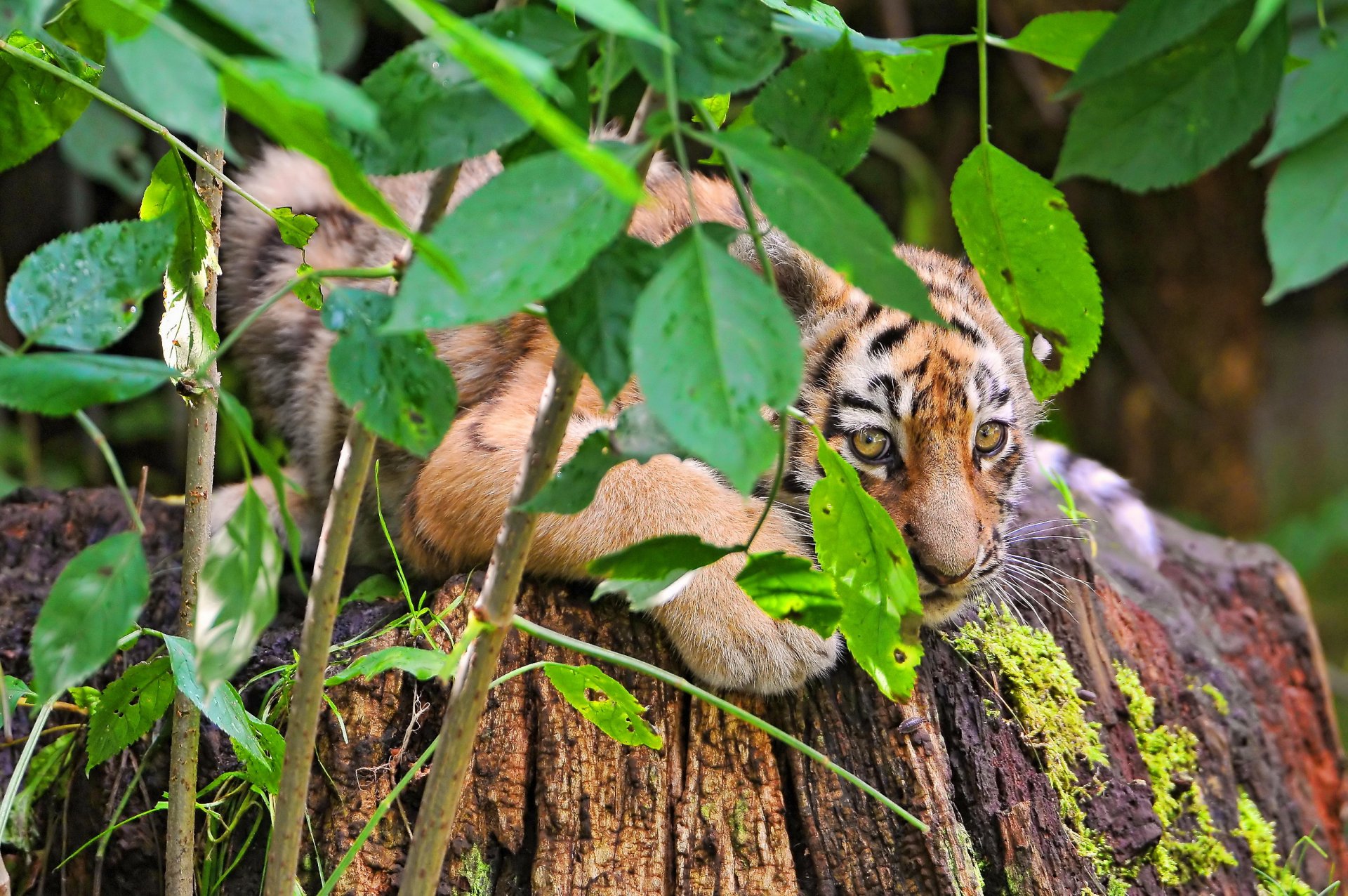 tigre se cacher buisson feuillage