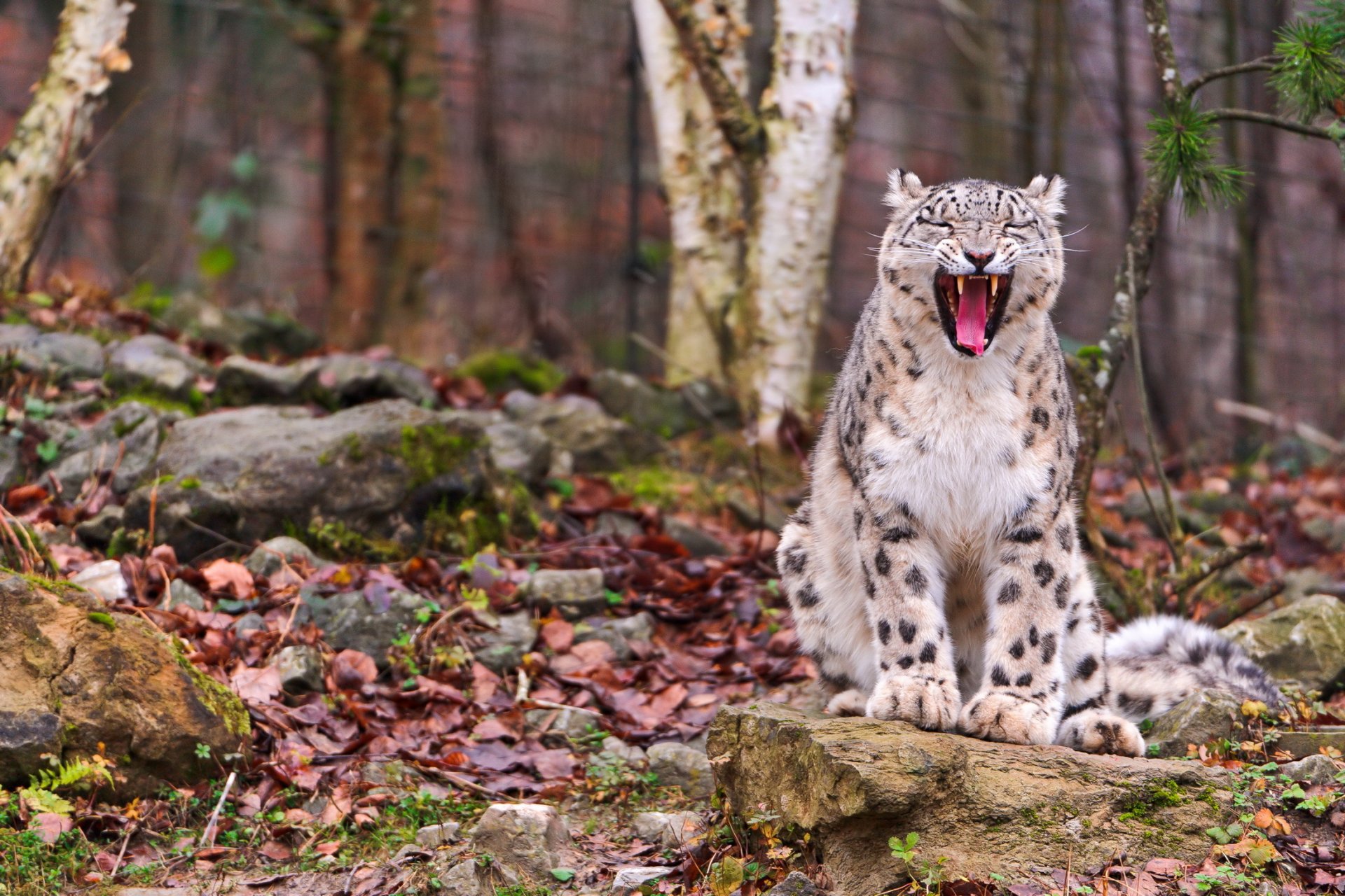 leopardo delle nevi irbis seduto sbadigli fogliame pietra