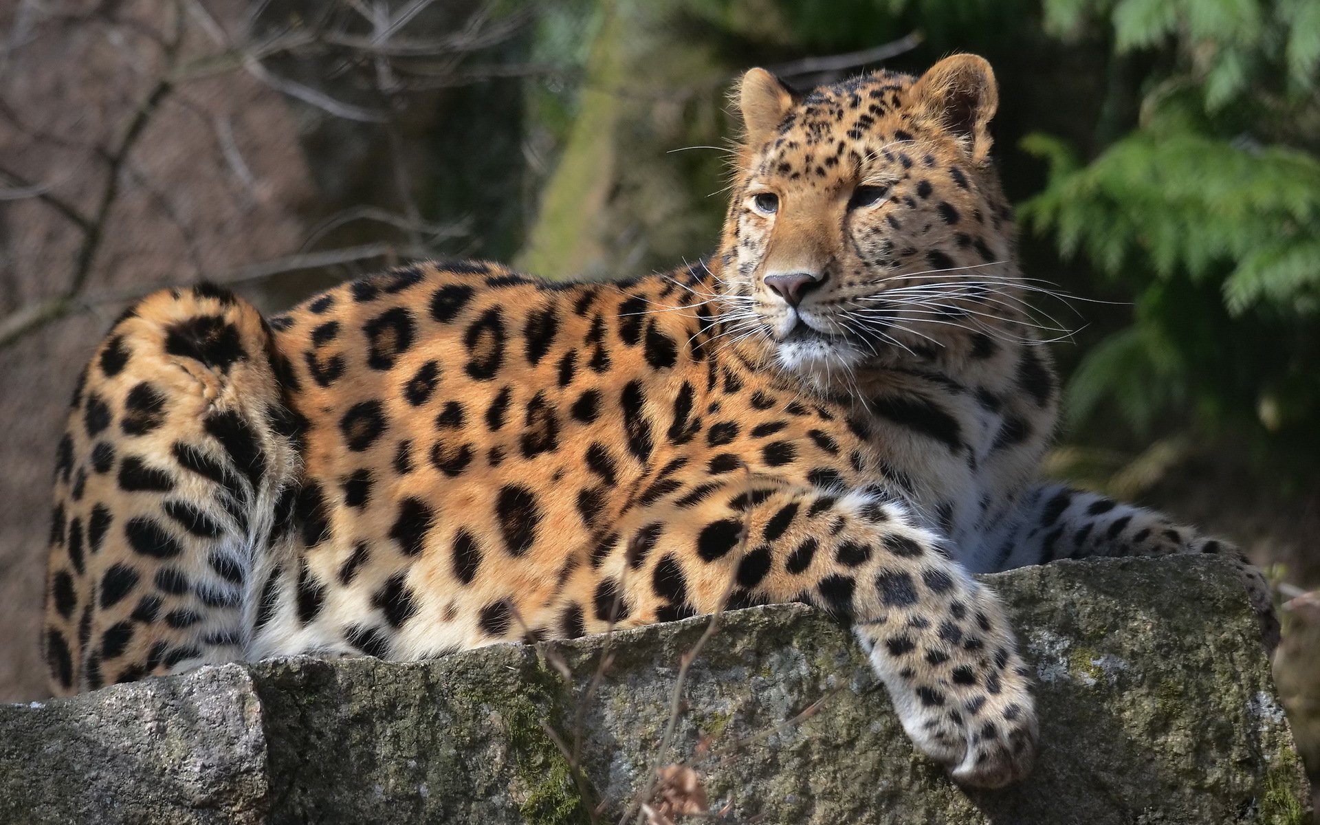 leopardo pata hocico bigote vista manchado acostado en la piedra depredador