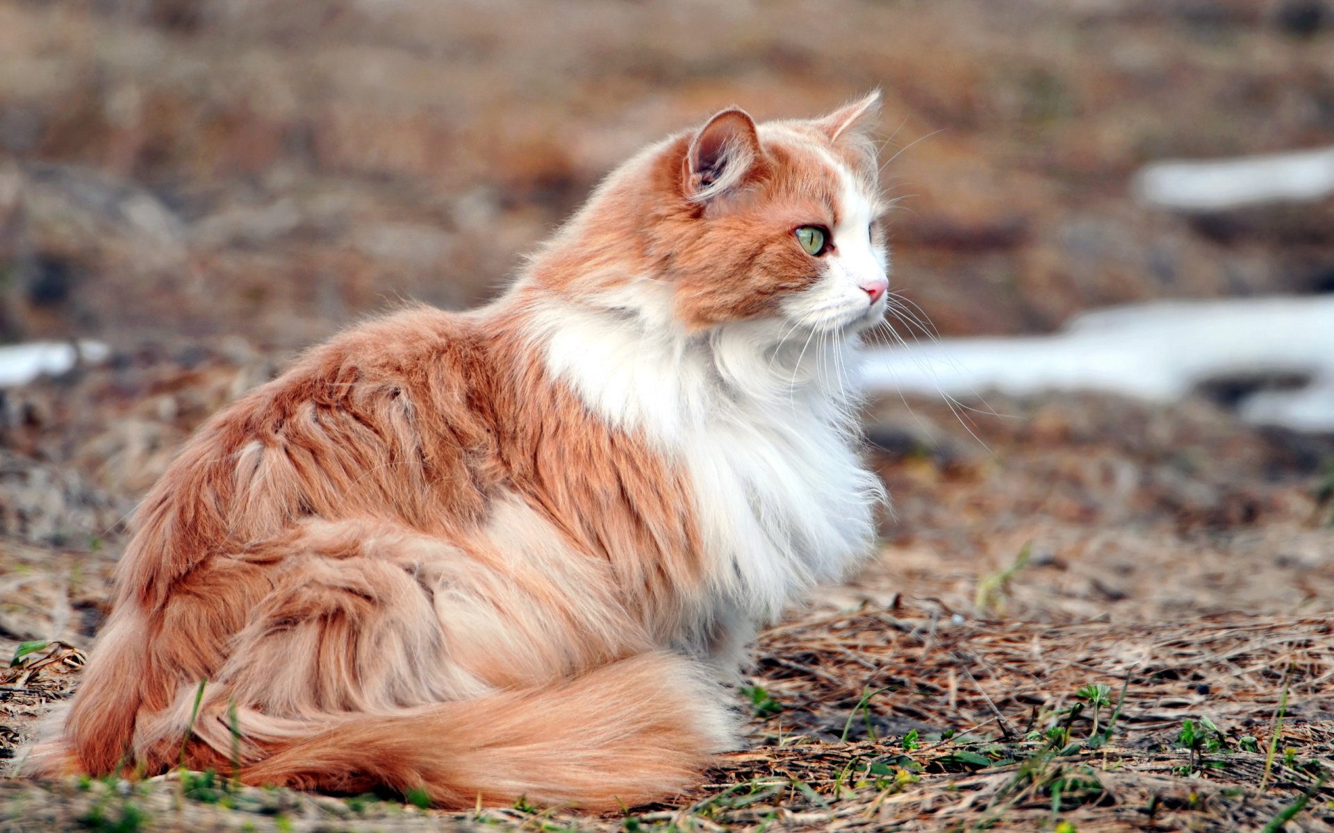 gatto natura sfondo