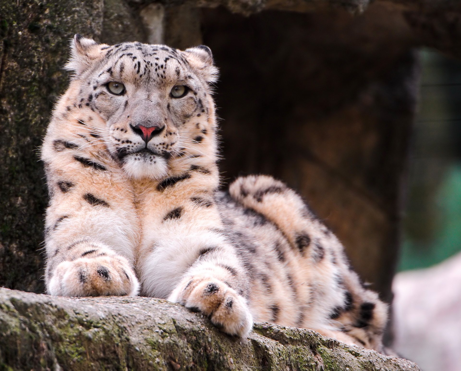 leopardo de las nieves irbis miente hocico vista