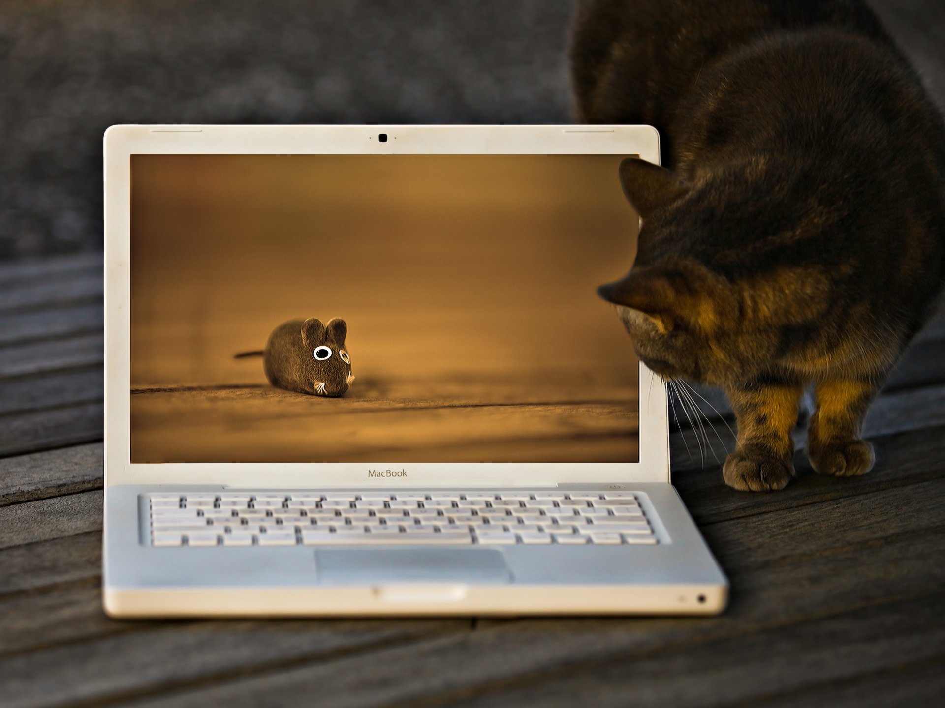 cat cat mouse toy macbook