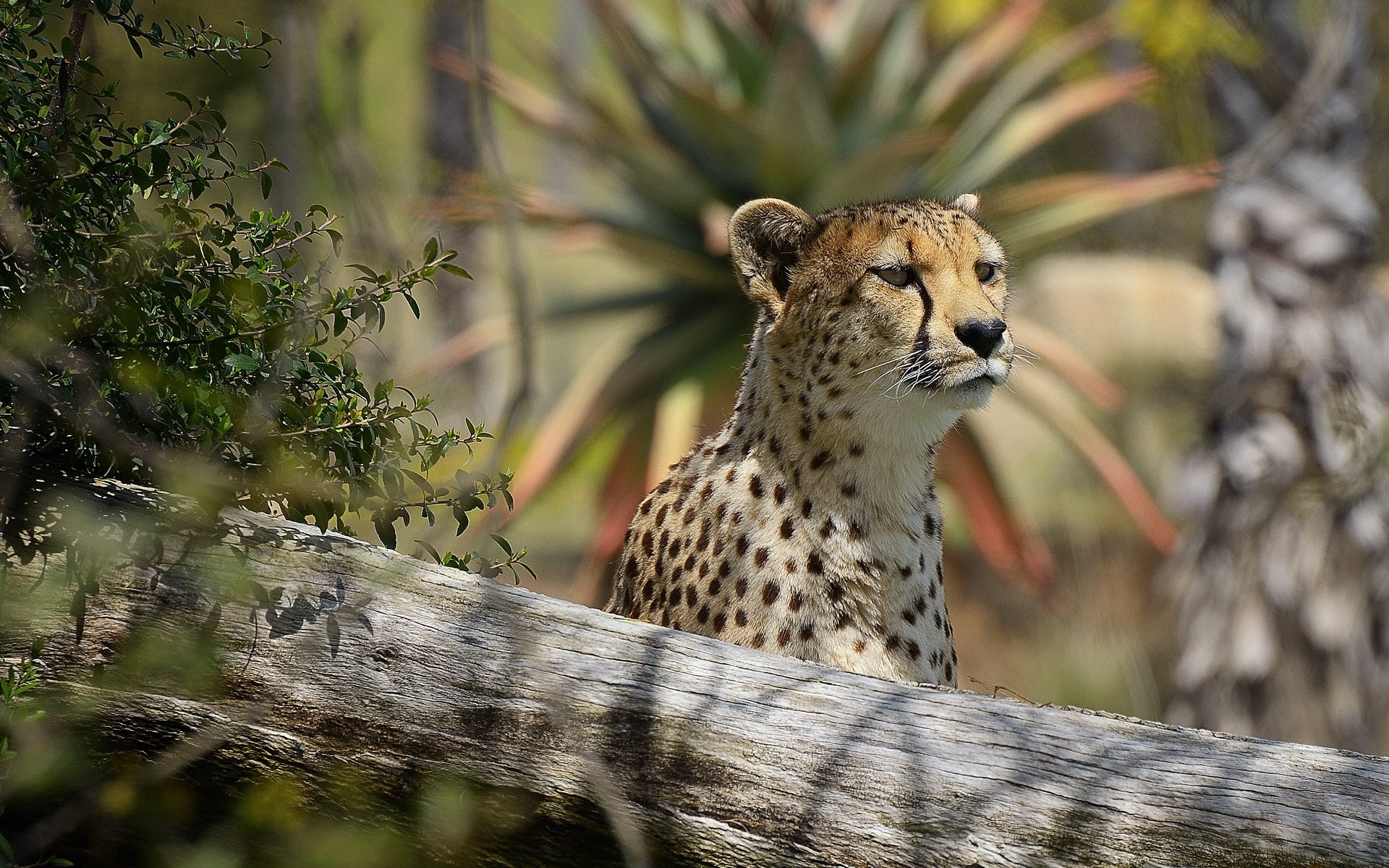 cheetah face predator view of interest