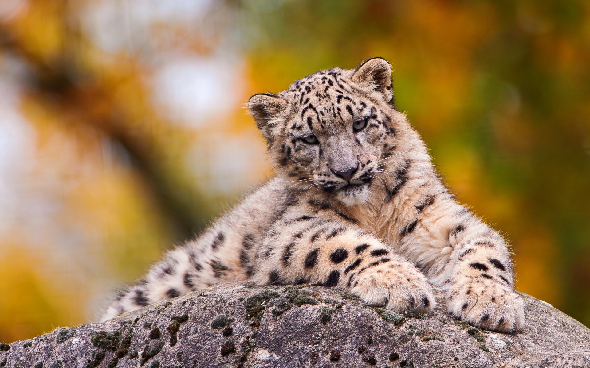 leopardo de las nieves irbis triste miente mirando cara piedra