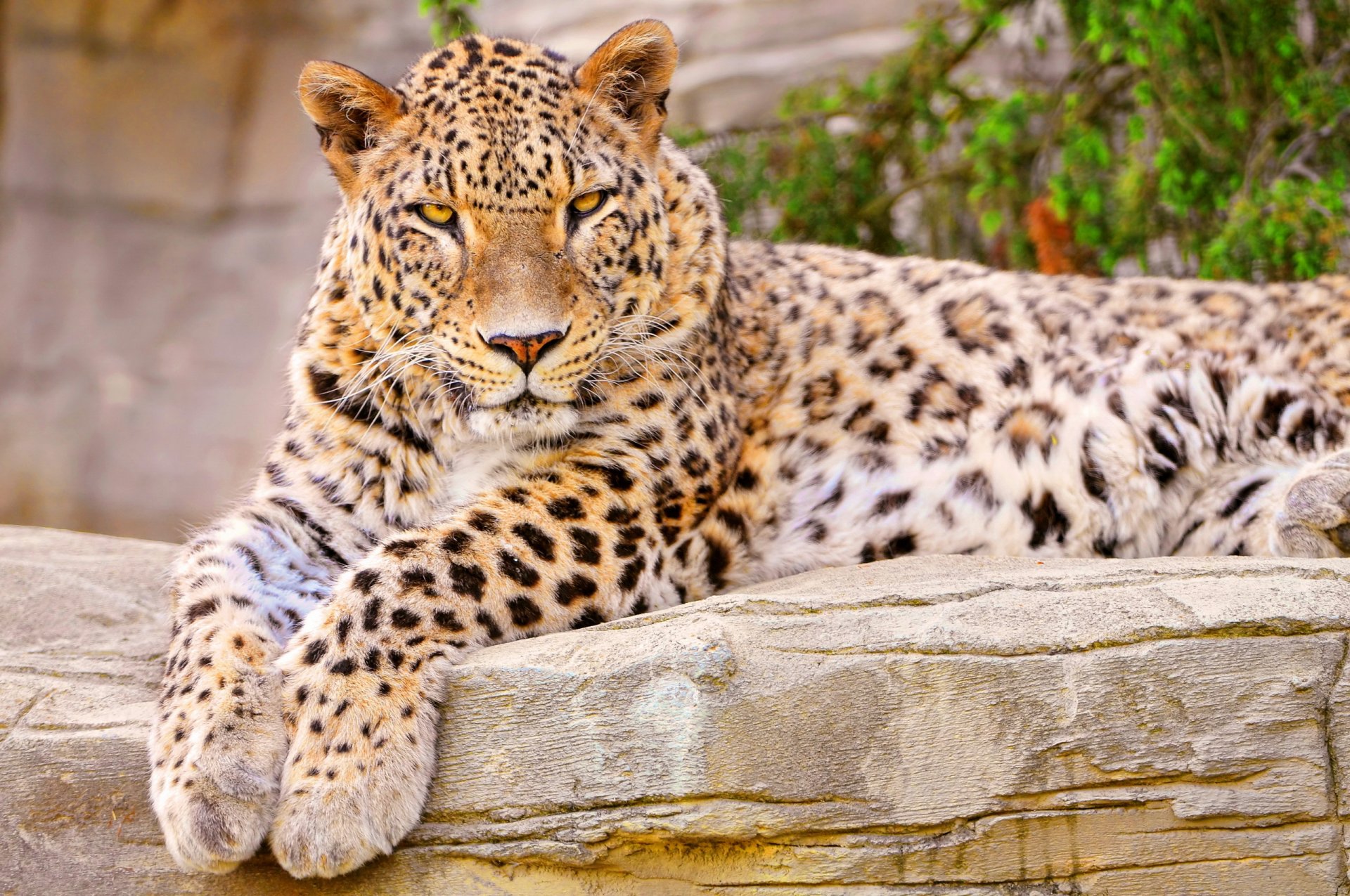 leopard liegt schaut genau hin gefleckt pfoten schnauze neugier