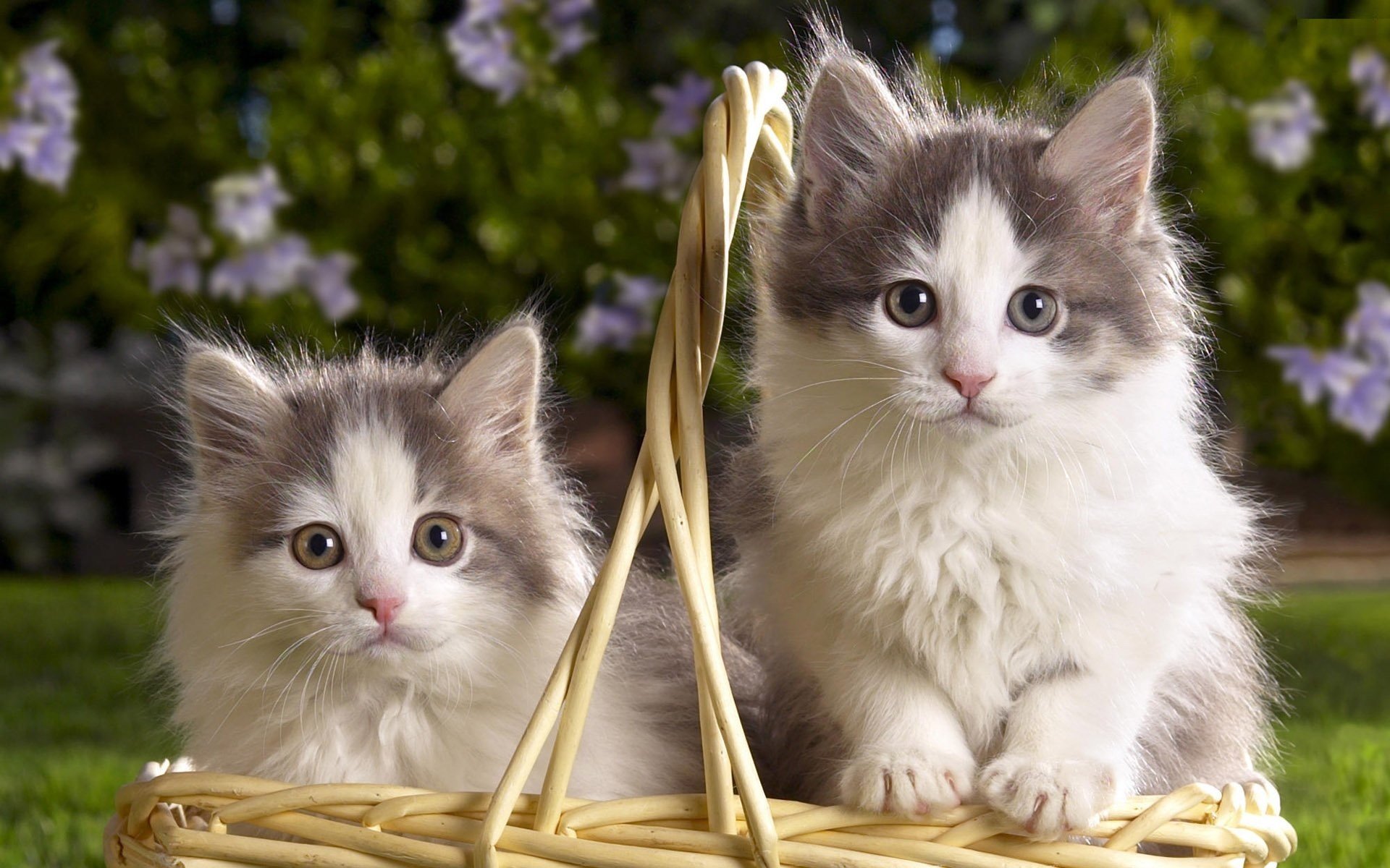 gatitos dos bicolor esponjoso cesta