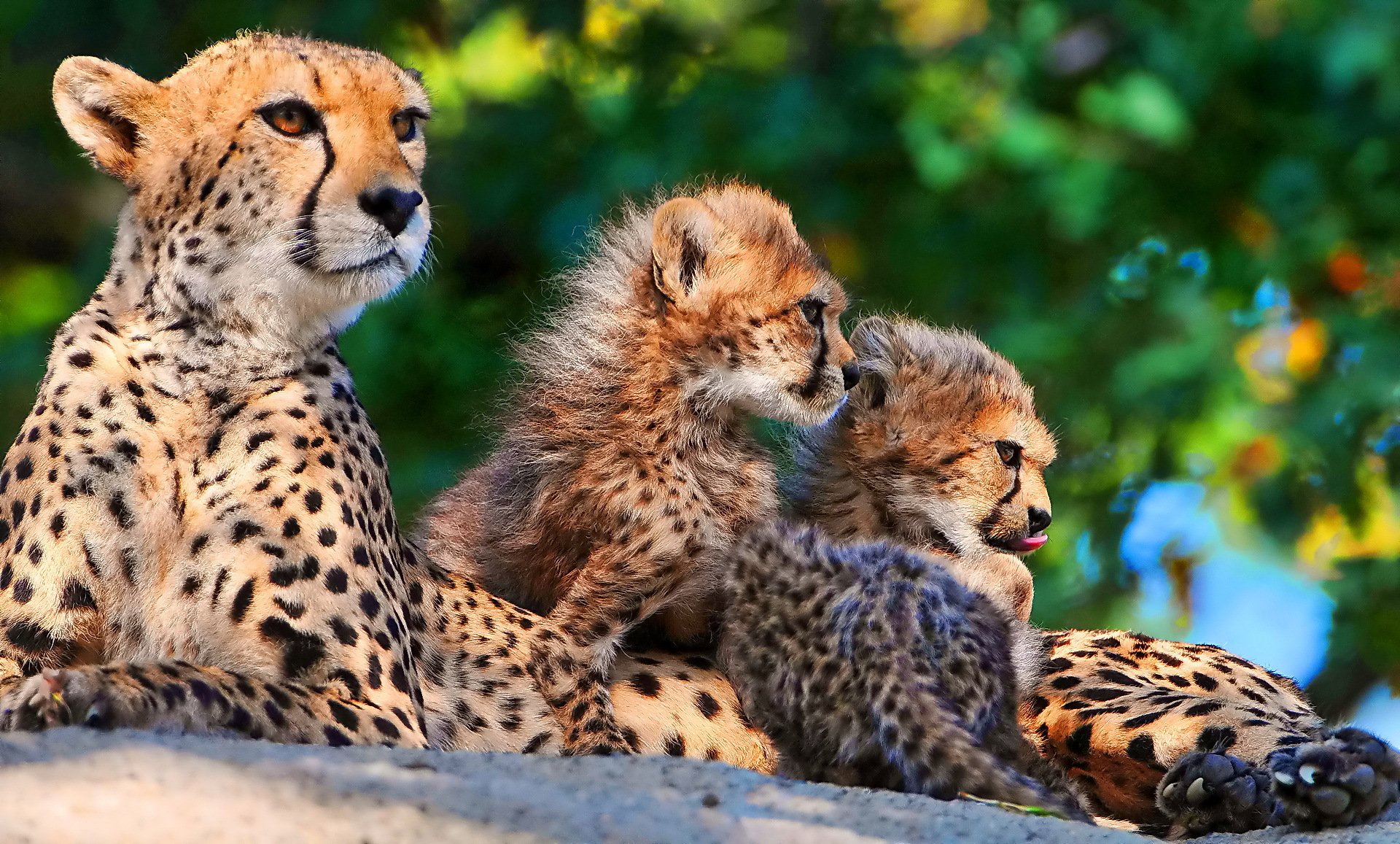 guépard famille trois mère maman chatons