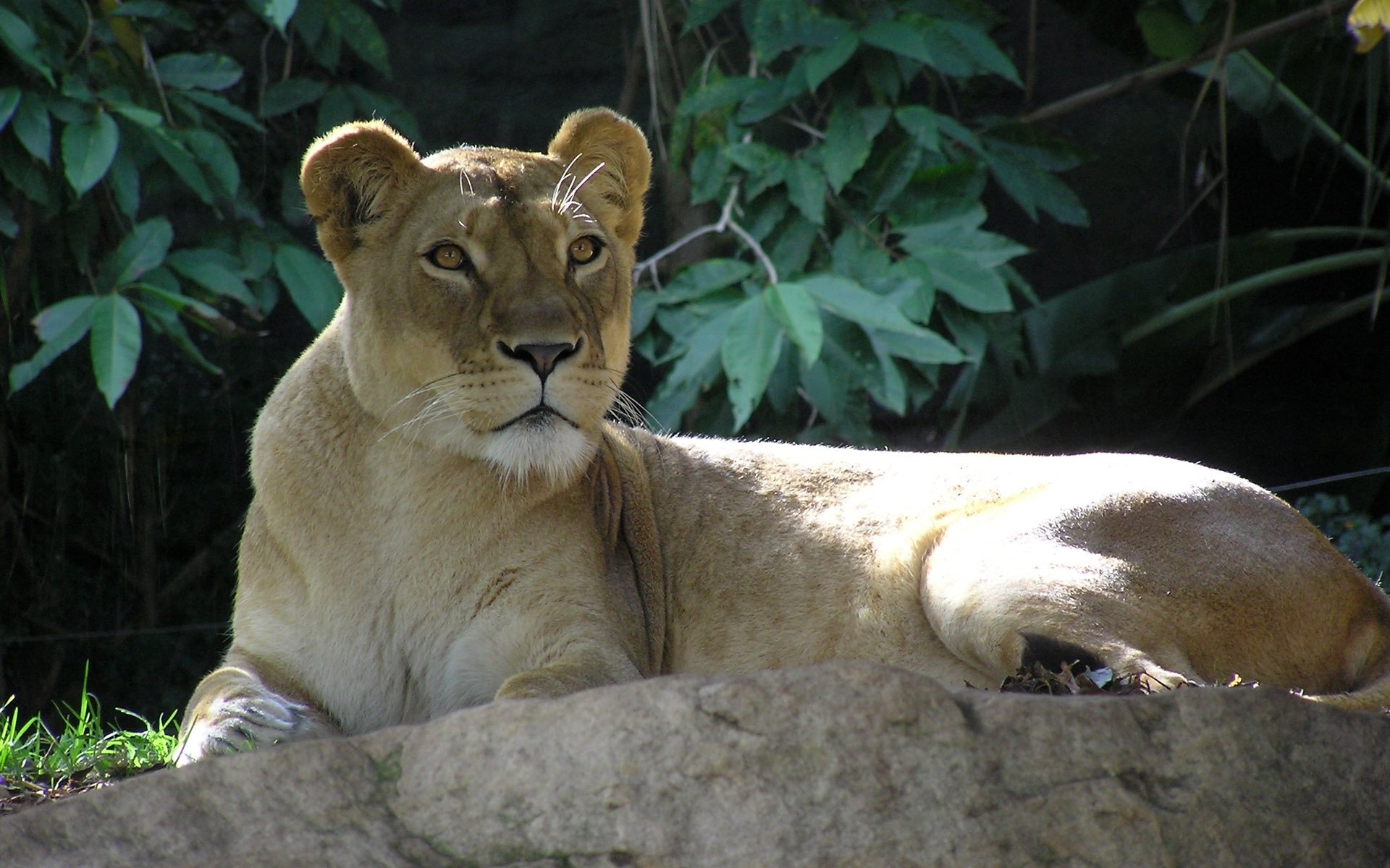 león leona mentira mirando piedra follaje