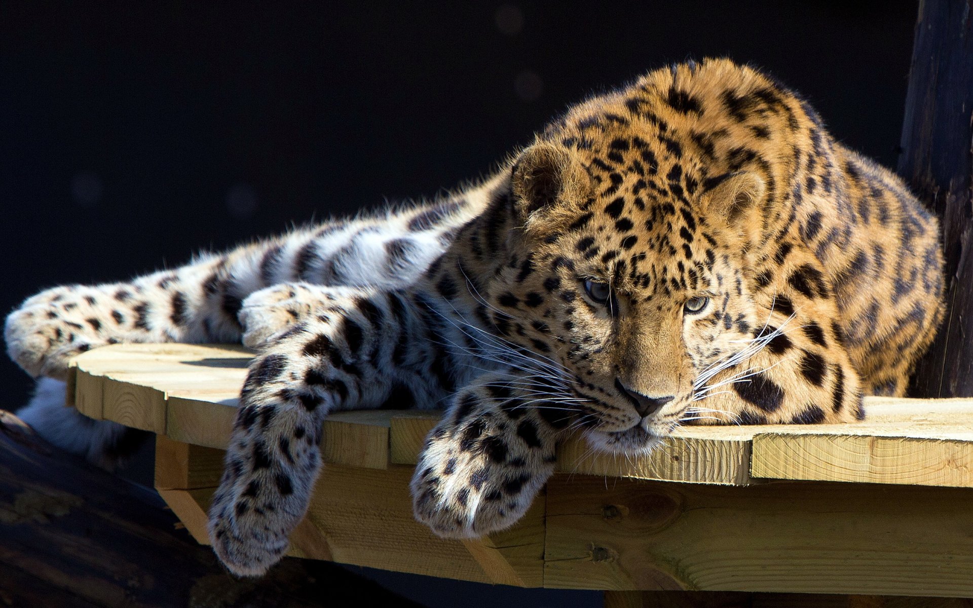 leopardo si trova guarda riposo tavolo