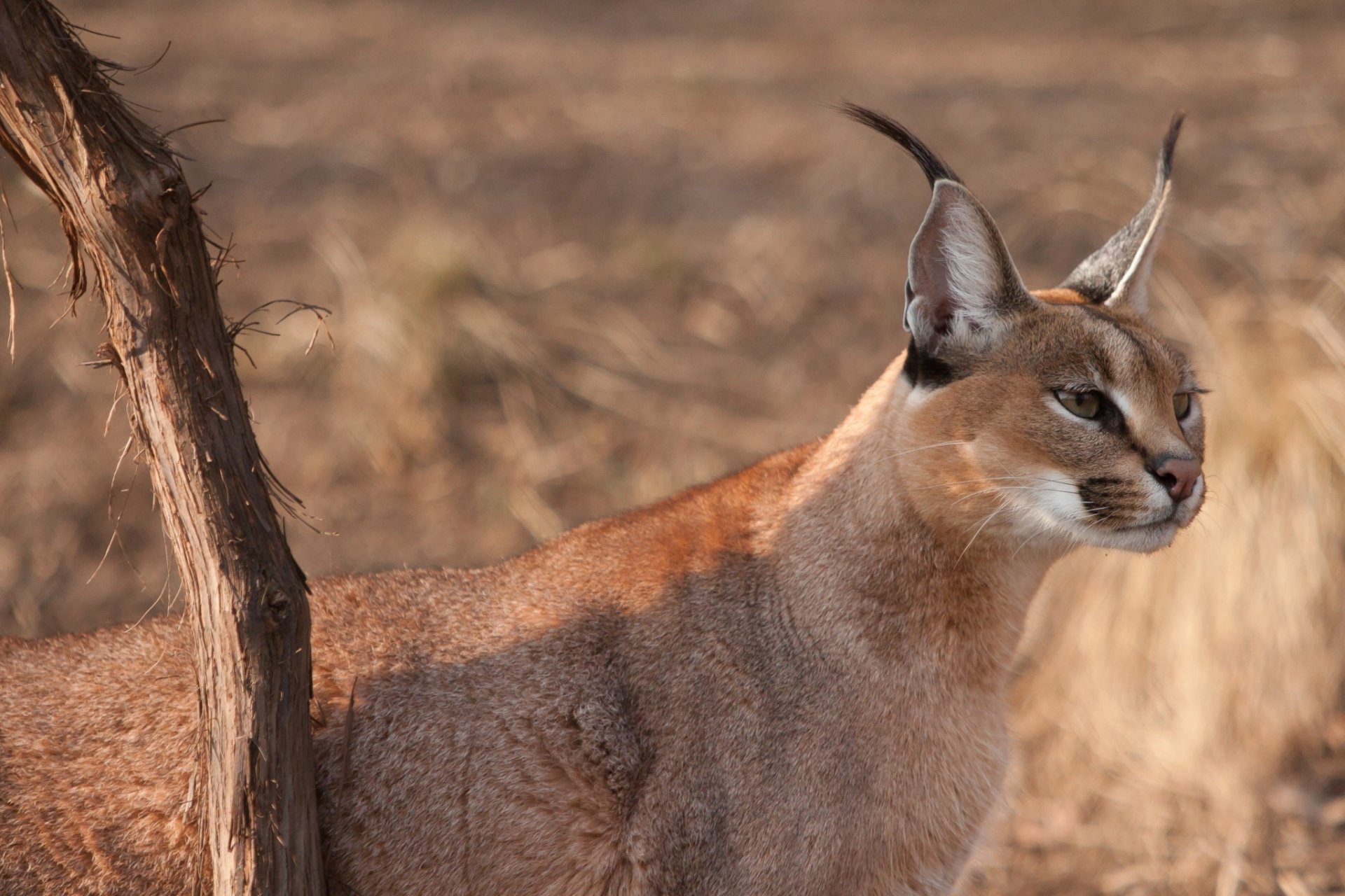 wild cat caracal face view watches ears brush branch