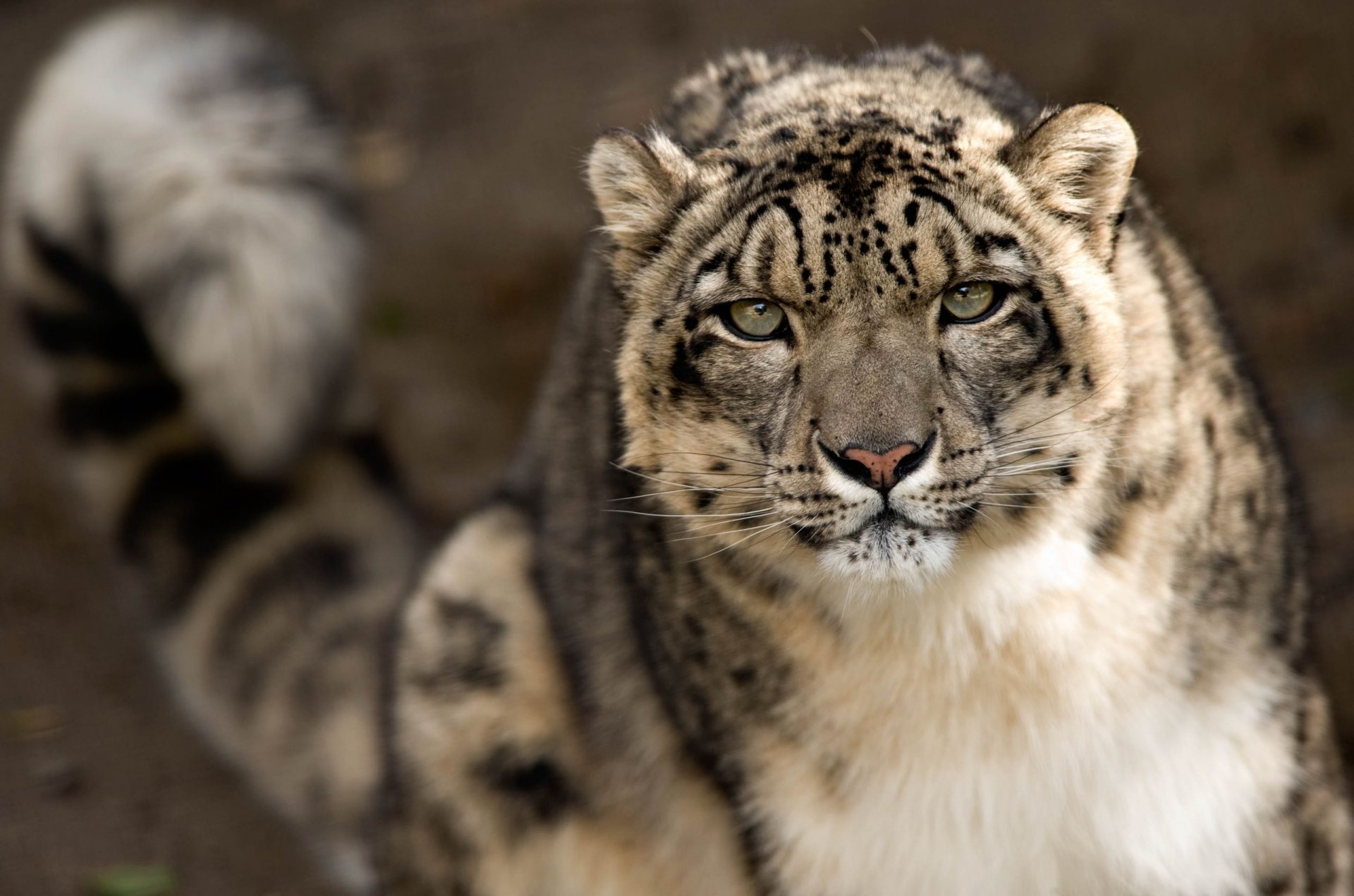 léopard des neiges irbis léopard des neiges museau vue prédateur