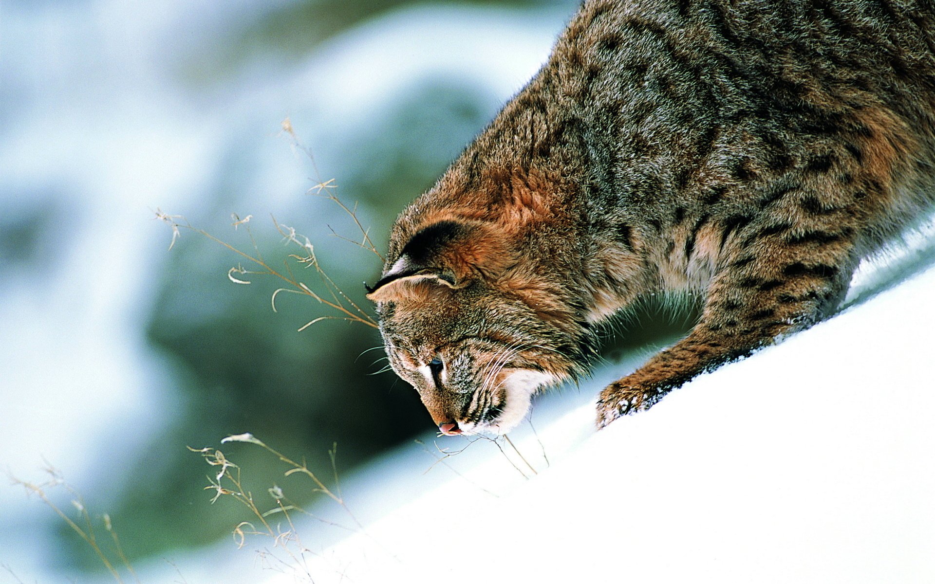 chat sauvage patte oreilles neige toboggan joliment contraste