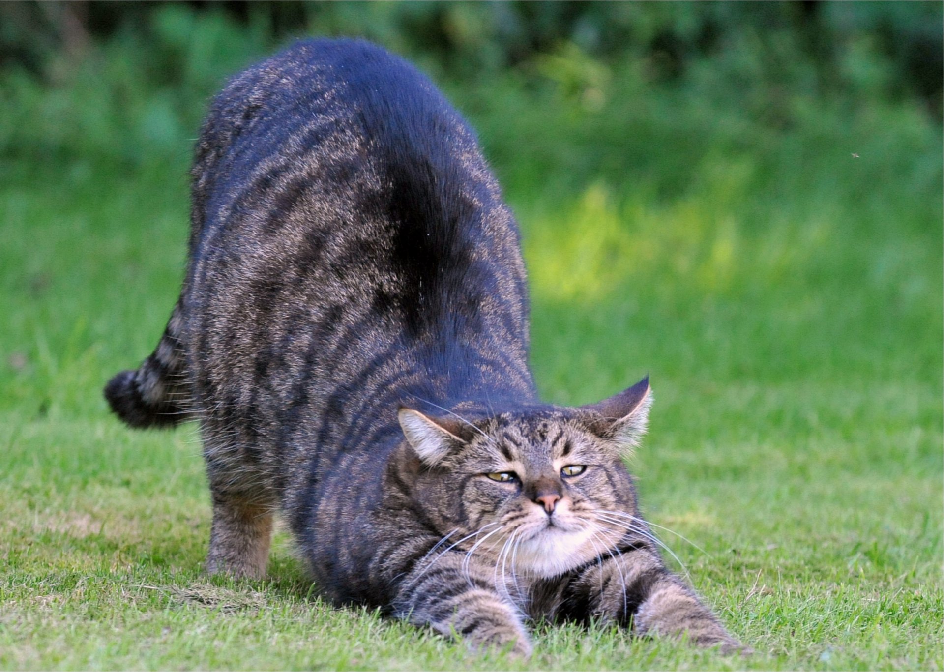 gato gris sorbiendo