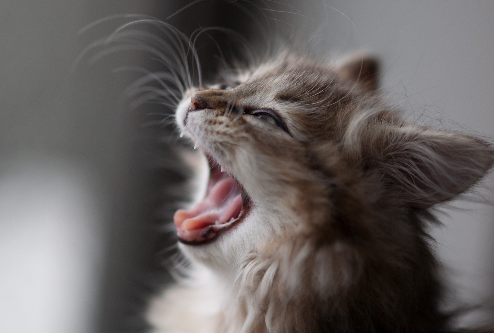 katze kätzchen kamille ben torte gähnt makro maul schnurrbart profil