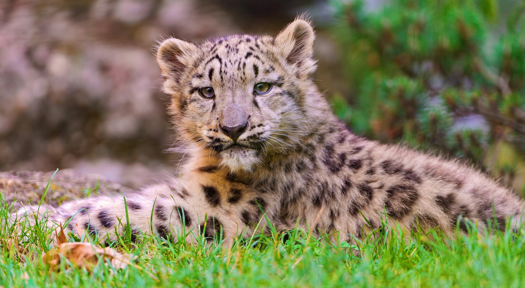 now leopard snow leopard lying looking muzzle